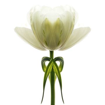 Tulipa7 van Henk Leijen