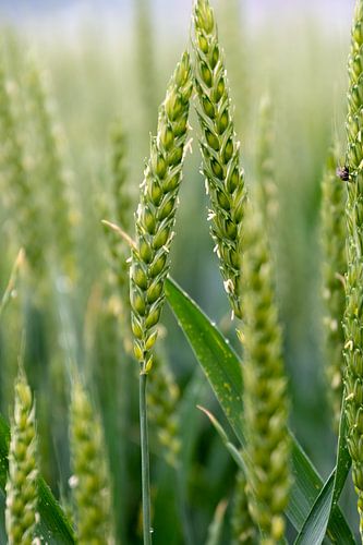 Koren duo in de velden