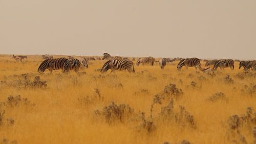 Zebra's op de steppe