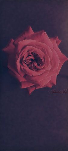 Red flowers against a cool background