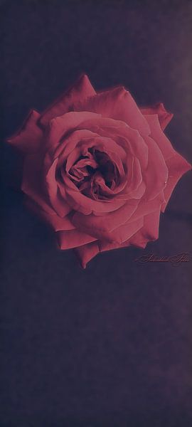 Fleurs rouges sur fond froid par #SeelenblickFotos