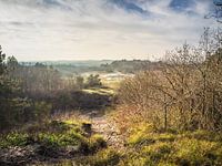 Bergense Bos/Duinen
