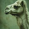 Kamelprofil in Soft Green Portrait von Eva Lee