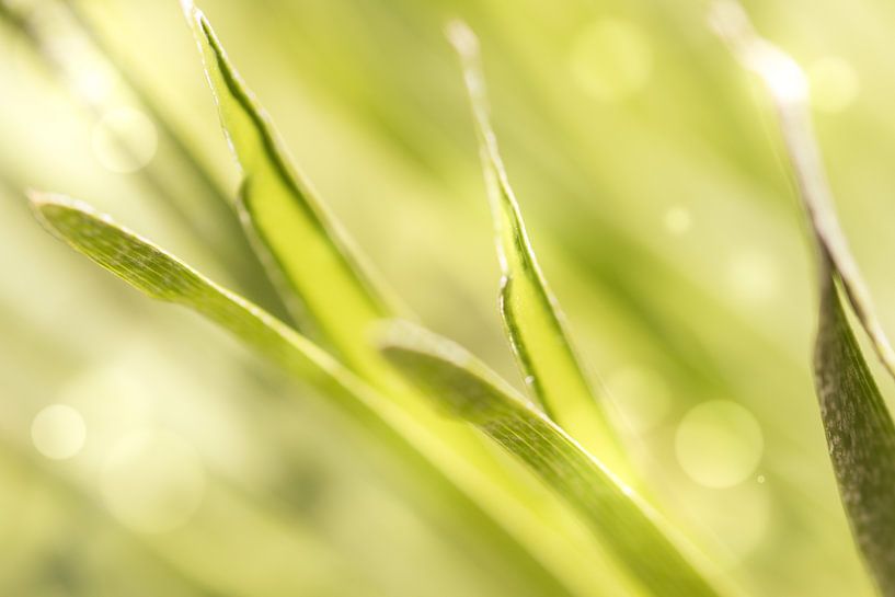 Gräser von Dagmar Marina