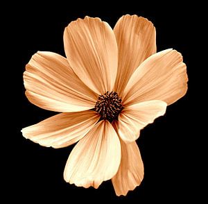 Cosmea in Sepia