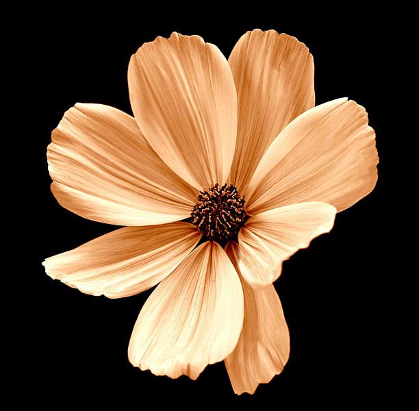 Cosmea en sépia par Jose Lok