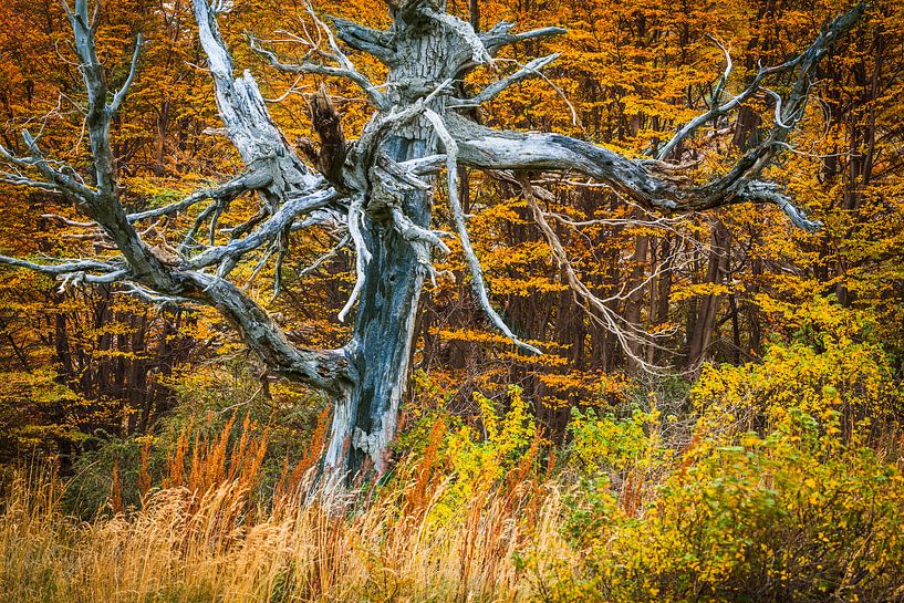 Toter Lenga-Baum in Herbstlandschaft von Chris Stenger