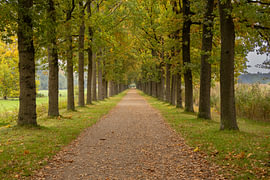 Laan met bomen in de herfst van Deborah Theodorou