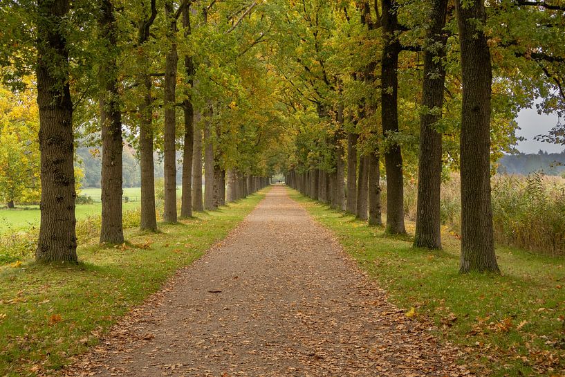 Avenue with trees in autumn by Deborah Theodorou