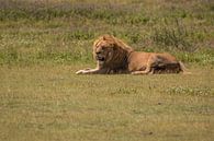lonely lion van Menno Selles thumbnail