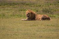 lonely lion