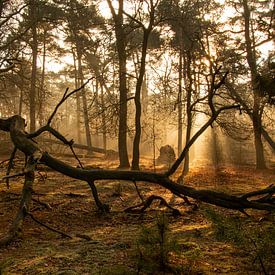 Foggy morning in the forest van Mark Regelink