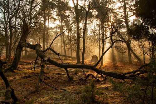 Foggy morning in the forest