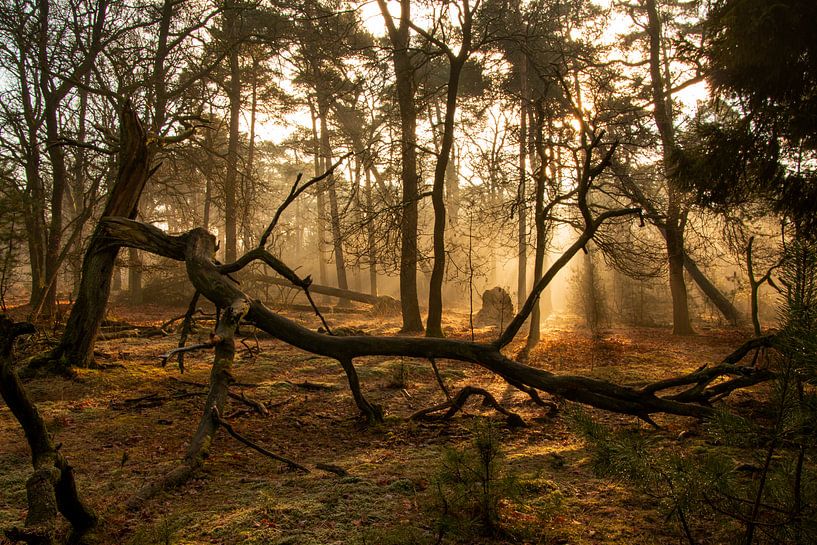 Nebliger Morgen im Wald von Mark Regelink