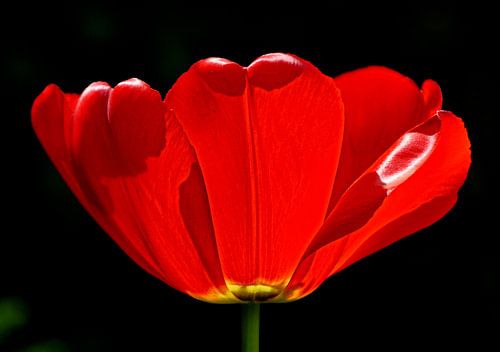 Een trotse tulp