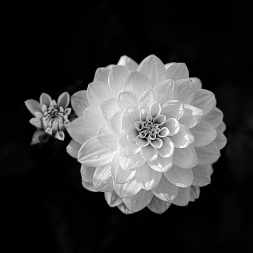 Dahlia. Zwart-Wit