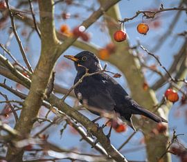 Blackbird male in apple tree by ManfredFotos