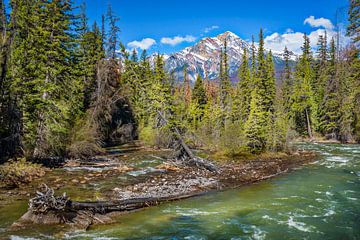 Arbres tombés dans un paysage fluvial, Canada