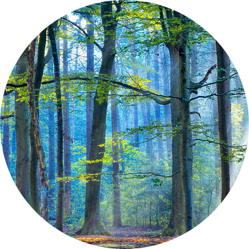 Het betoverde bos  van Lars van de Goor