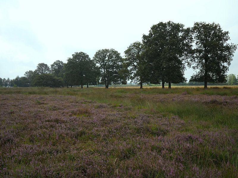 Heather par Madeltijntje
