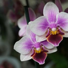Orchidee von Diana van Dalen