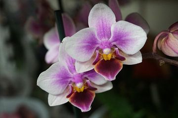Orchidee von Diana van Dalen