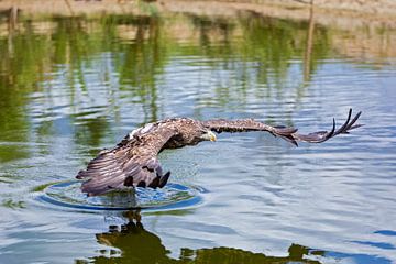 Europäischer Seeadler von gea strucks