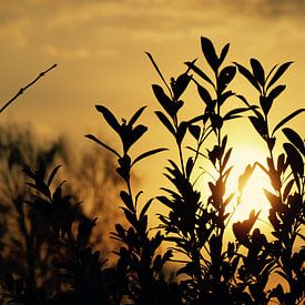 Zonsondergang van Lisa-Valerie Gerritsen