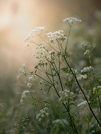 Cow parsley by Angela Kraan