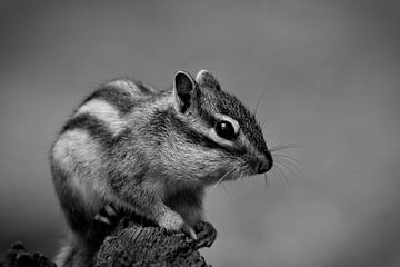 The Siberian ground squirrel by Roy IJpelaar