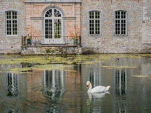 The swan  by Henk Goossens