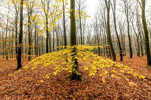Beukenbos op de Veluwe tijdens een mistige ochtend