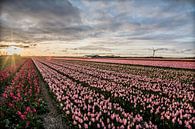 ondergaande zon boven de tulpenvelden 01 van Arjen Schippers thumbnail