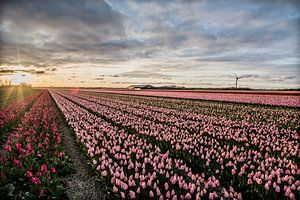 ondergaande zon boven de tulpenvelden 01 von Arjen Schippers