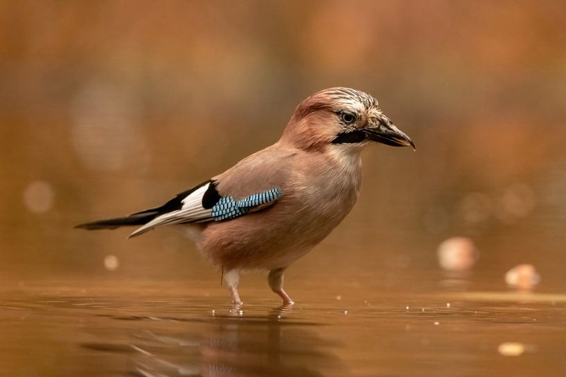 Jay by Marjan Slaats