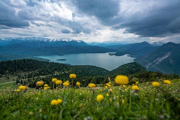Bloemrijk uitzicht over de Walchensee van Leo Schindzielorz