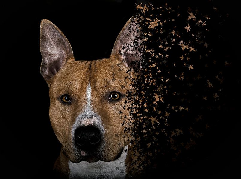 amerikanischer Stafford von Jeroen Mondria