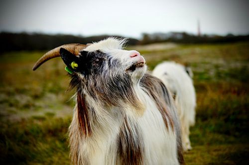 Chèvre à cornes avec bouc sur Schiermonnikoog
