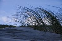 Ammophile sur une dune de plage néerlandaise