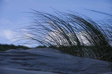 Helmgras op Nederlandse strand duin van Peter van Weel