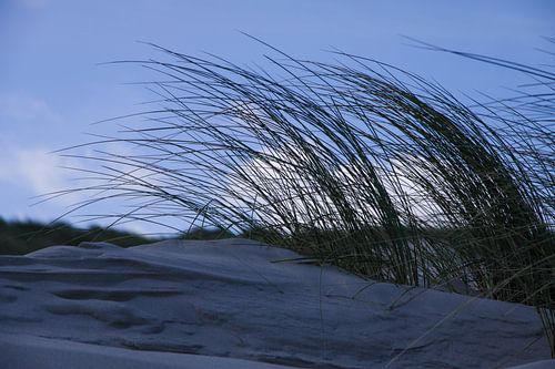 Strandhafer auf holländischer Stranddüne