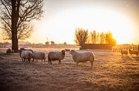 schapen in bevroren landschap tijdens het opkomen van de zon van Margriet Hulsker thumbnail