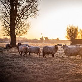 Schafe in gefrorener Landschaft bei Sonnenaufgang von Margriet Hulsker