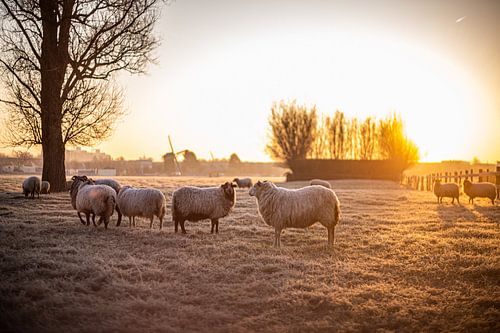 Schafe in gefrorener Landschaft bei Sonnenaufgang