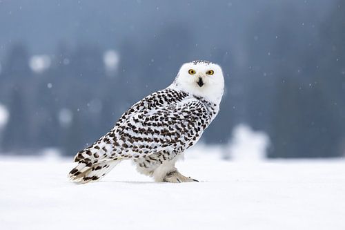 A snowy owl in winter