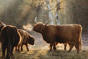 Schottischer Highlander mit Kalb.