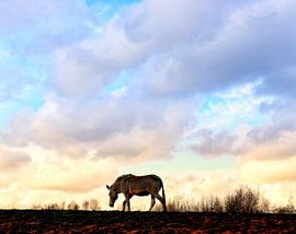 Africa in the Netherlands with this zebra by Simone De Waal