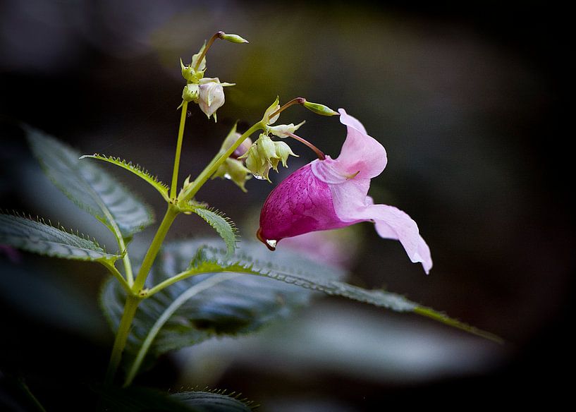 Blume, genannt Frühling Balsamien von Ina Hölzel