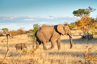 Young elephant with mum