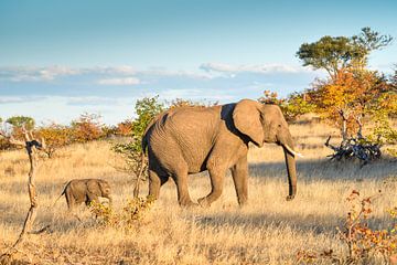 Young elephant with mum by Robert Styppa